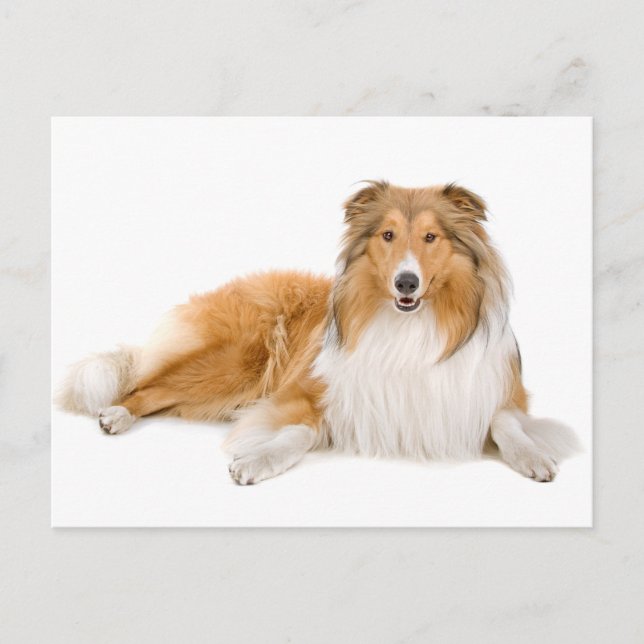 Collie Puppy Dog Greeting Post Card (Front)
