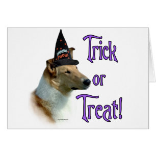 Collie (sable, lisse) Trick