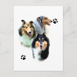Collie Trio Postcard