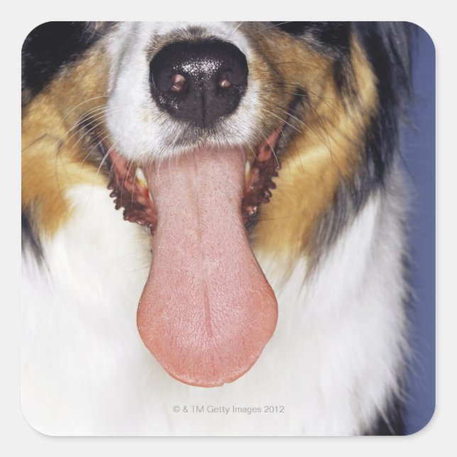 Collie wagging tongue square sticker (Front)