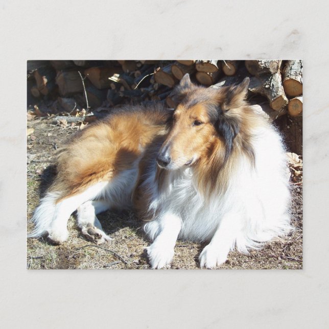 Collie With Firewood Postcards (Front)