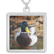Canard masculin de Mallard