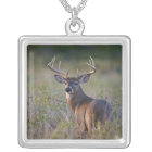 cerf de Virginie Odocoileus virginianus