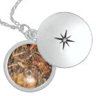 Mâle dans des cerfs communs de queue blanche de