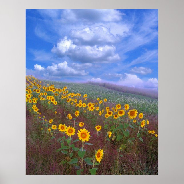 Colline de tournesol, poster (Devant)