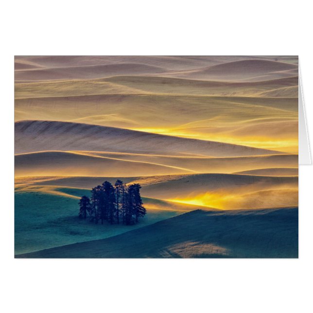 Collines ondoyantes de blé au lever du soleil | WA (Devant horizontal)