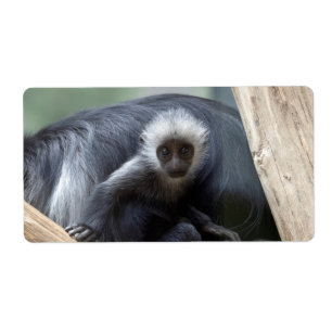 Colobus polykomos
