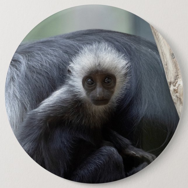 Colobus polykomos 6 inch round button (Front)
