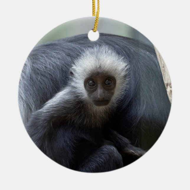 Colobus polykomos ceramic ornament (Front)
