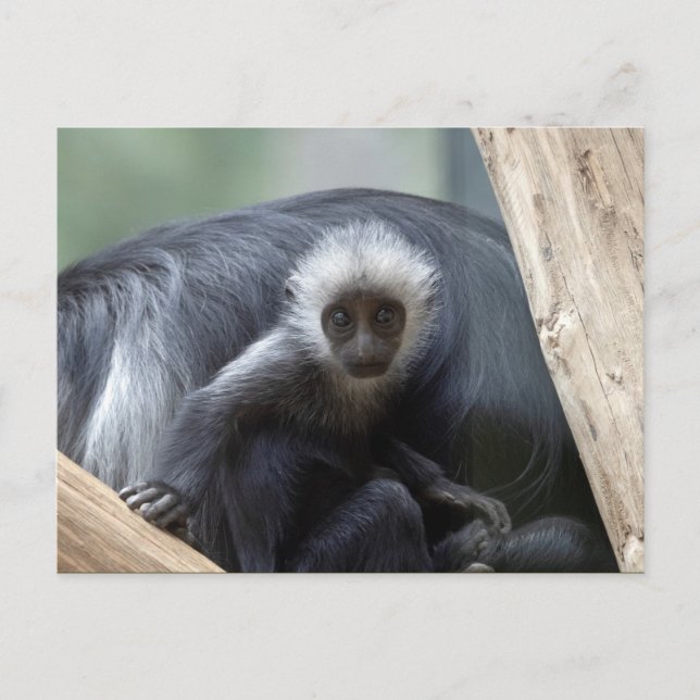Colobus polykomos postcard (Front)