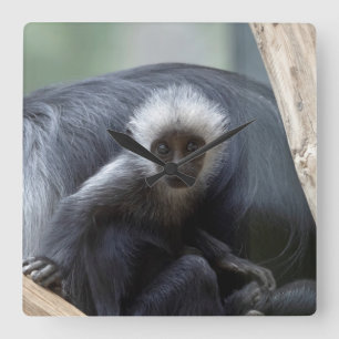 Colobus polykomos square wall clock