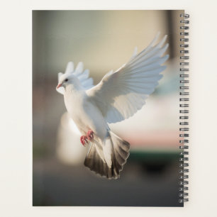 Colombe blanche mignonne Pigeon Symbole d'amour & 