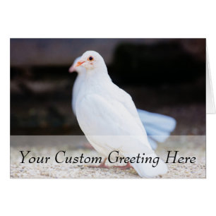 Colombe blanche, photographie d'oiseau