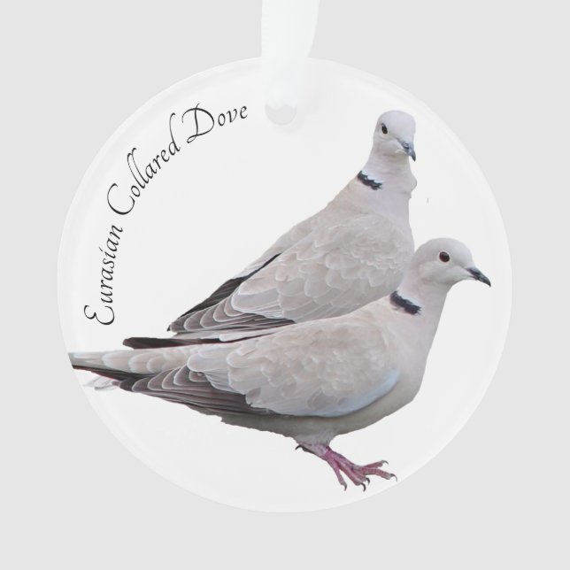 Colombe colletée par Eurasien (devant)