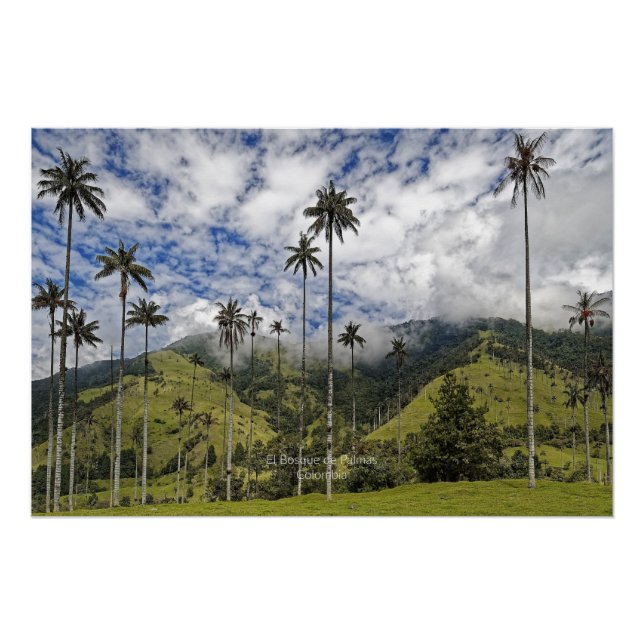 Colombia - El Bosque de Palmas, Poster (Front)