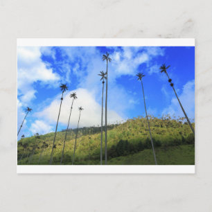 Colombian wax palm trees in the Cocora Valley Postcard