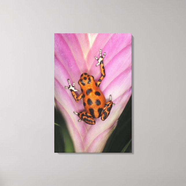 Colon Isle Dart Frog, Oophaga pumilio Canvas Print (Front)
