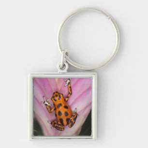 Colon Isle Dart Frog, Oophaga pumilio Keychain