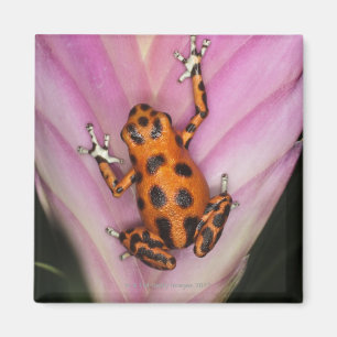 Colon Isle Dart Frog, Oophaga pumilio Magnet