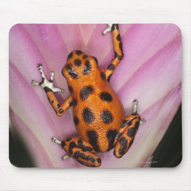 Colon Isle Dart Frog, Oophaga pumilio Mouse Pad (Front)