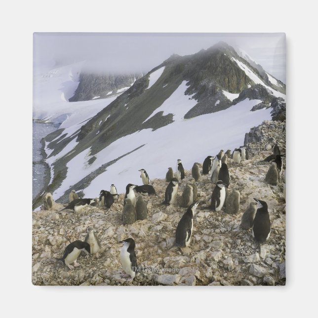 Colony of Chinstrap penguins Magnet (Front)