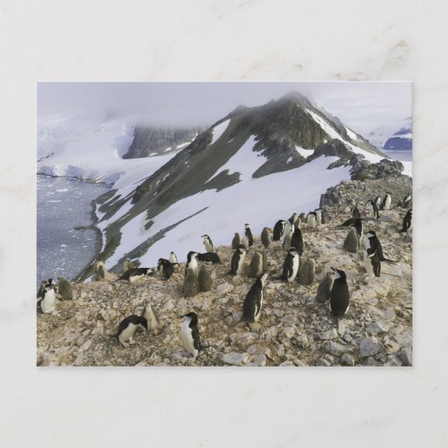 Colony of Chinstrap penguins Postcard (Front)