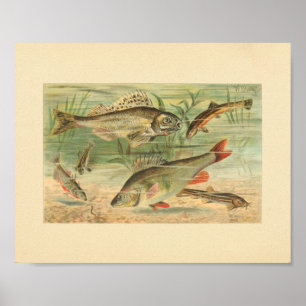 Color Illustration of Pond Fish Print
