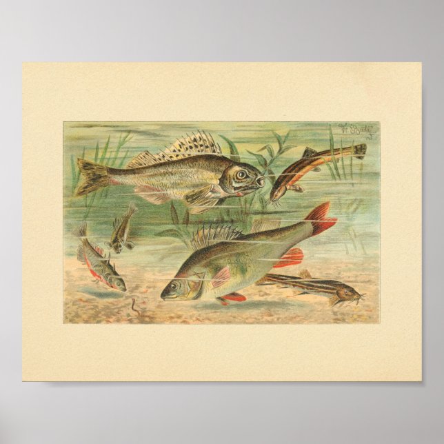 Color Illustration of Pond Fish Print (Front)