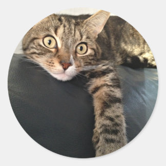 Color Photo Of Cat Relaxing Classic Round Sticker