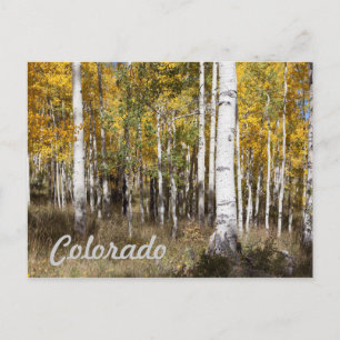 Colorado Aspen Grove in Autumn Postcard
