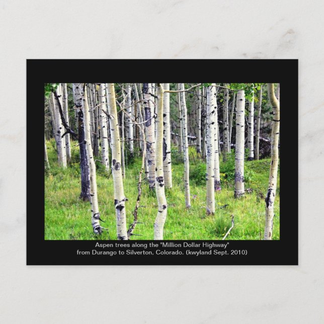 Colorado Aspen Trees Postcard (Front)