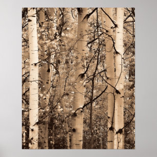 Colorado Aspens Poster