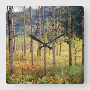 Colorado, Autumn colours of aspen trees Square Wall Clock