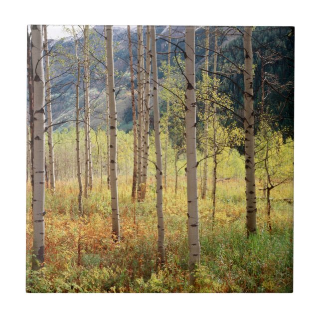 Colorado, Autumn colours of aspen trees Tile (Front)