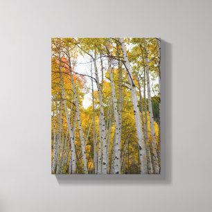 Colorado Birch Trees Canvas Print