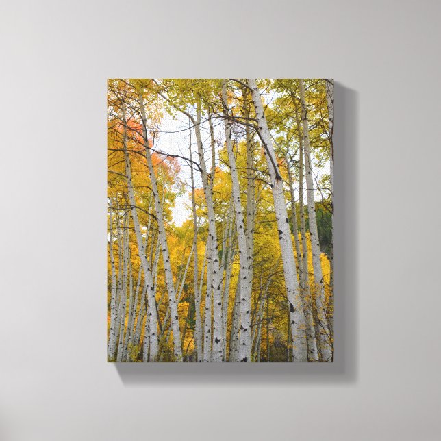 Colorado Birch Trees Canvas Print (Front)