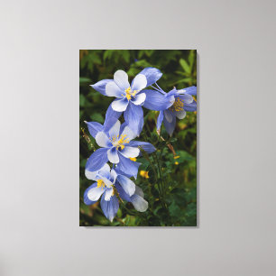 Colorado Blue Columbine near Telluride Colorado Canvas Print