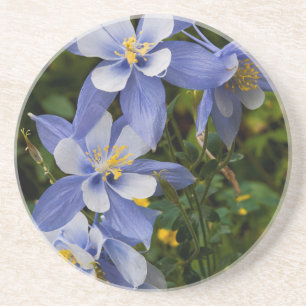 Colorado Blue Columbine near Telluride Colorado Coaster
