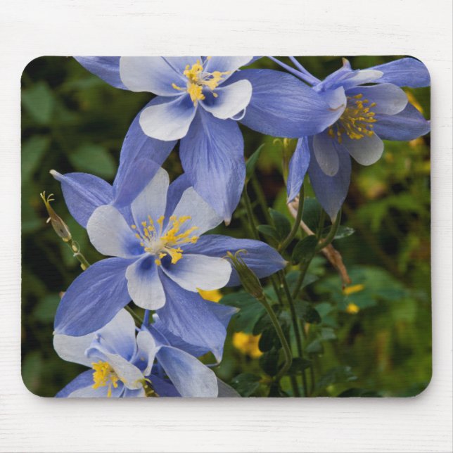 Colorado Blue Columbine near Telluride Colorado Mouse Pad (Front)