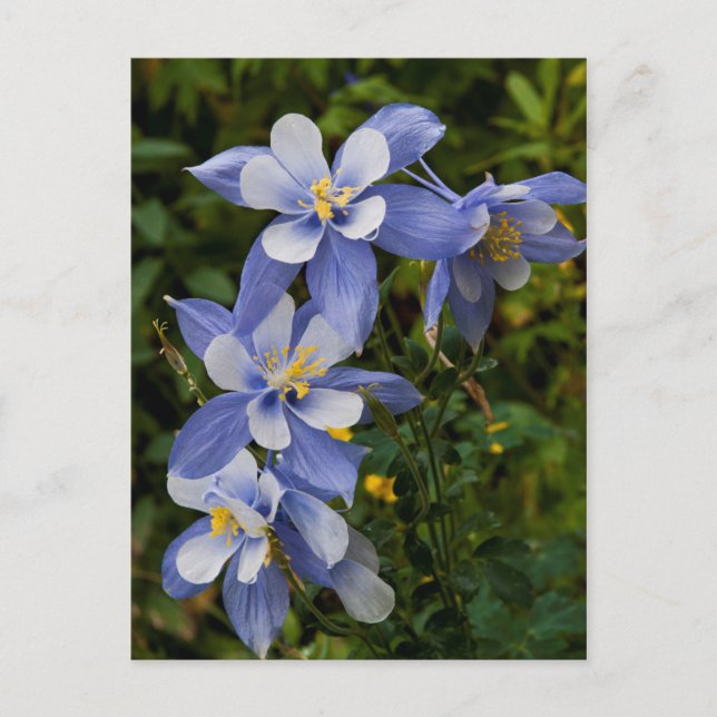 Colorado Blue Columbine near Telluride Colorado Postcard (Front)