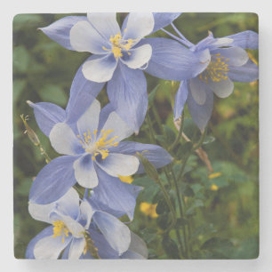Colorado Blue Columbine near Telluride Colorado Stone Coaster