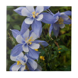 Colorado Blue Columbine near Telluride Colorado Tile