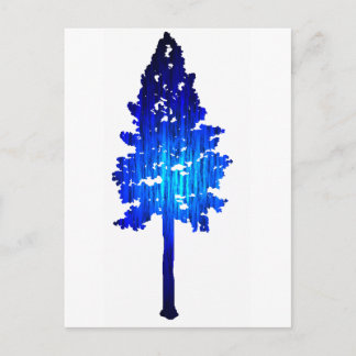 Colorado Blue Spruce Postcard