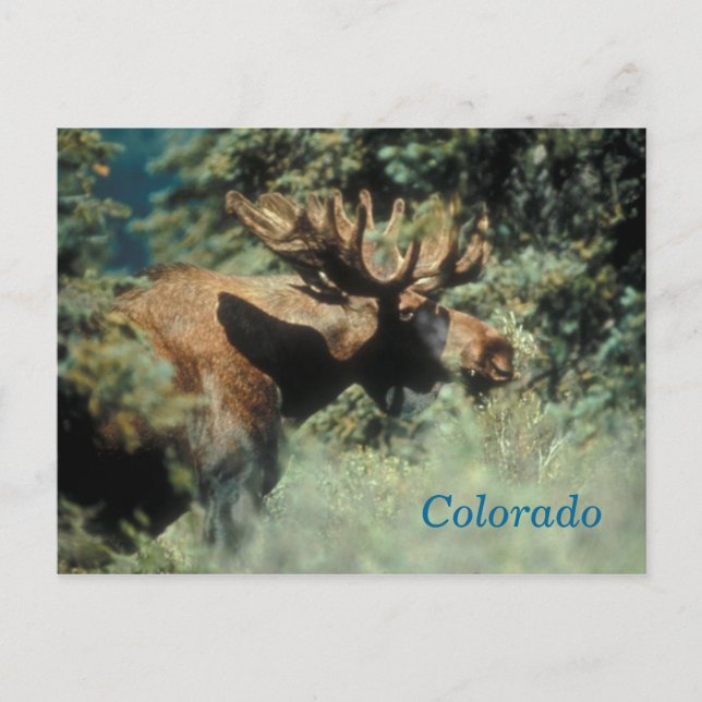Colorado bull moose postcard (Front)