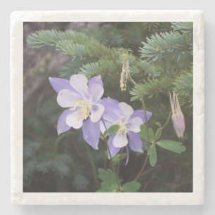 Colorado Columbine 4"x4" Marble Coaster