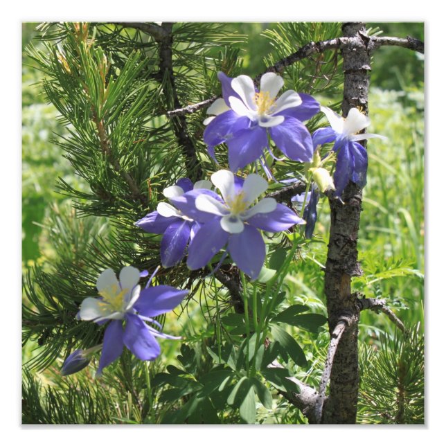 Colorado Columbine Photo Élargissement (Devant)