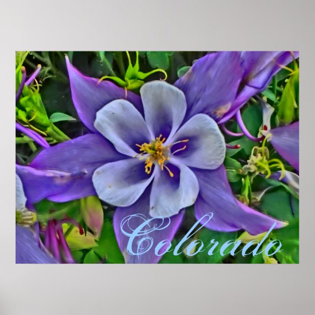 Colorado columbine poster (Front)