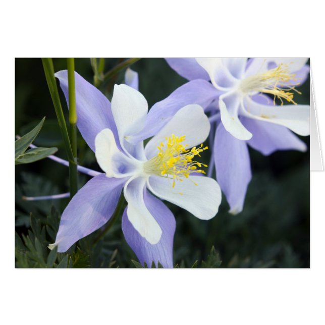 Colorado Columbines (Devant Horizontal)
