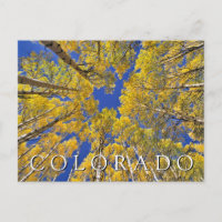 Colorado Fall | Aspen Forest in Autumn