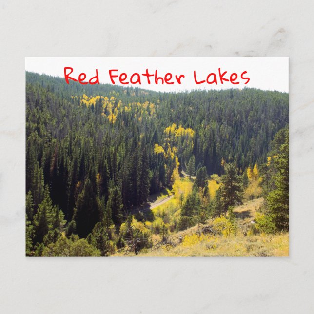 Colorado Forest Pines With Yellow Autumn Aspens Postcard (Front)